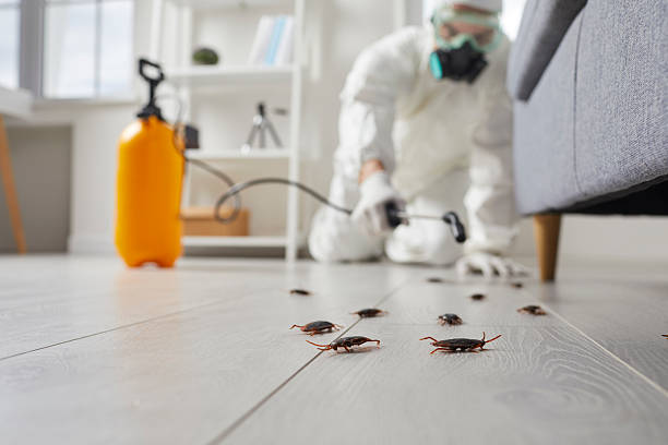 Affordable Termite Control solutions in Live Oak, FL